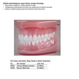 Real Series Model stomatologiczny zgryz idealny baza różowa wielkość naturalna