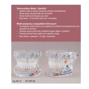 Real Series Model endodontyczny z przypadkami klinicznymi przeźroczysty wielkość naturalna
