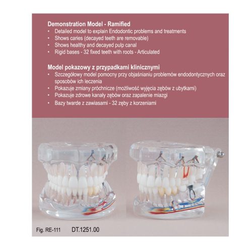 Real Series Model endodontyczny z przypadkami klinicznymi przeźroczysty wielkość naturalna
