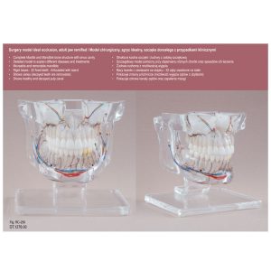 Real Series Model chirurgiczny z przypadkami klinicznymi przeźroczysty wielkość naturalna